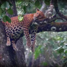 Pregnancy Acupuncture Blue Mountains